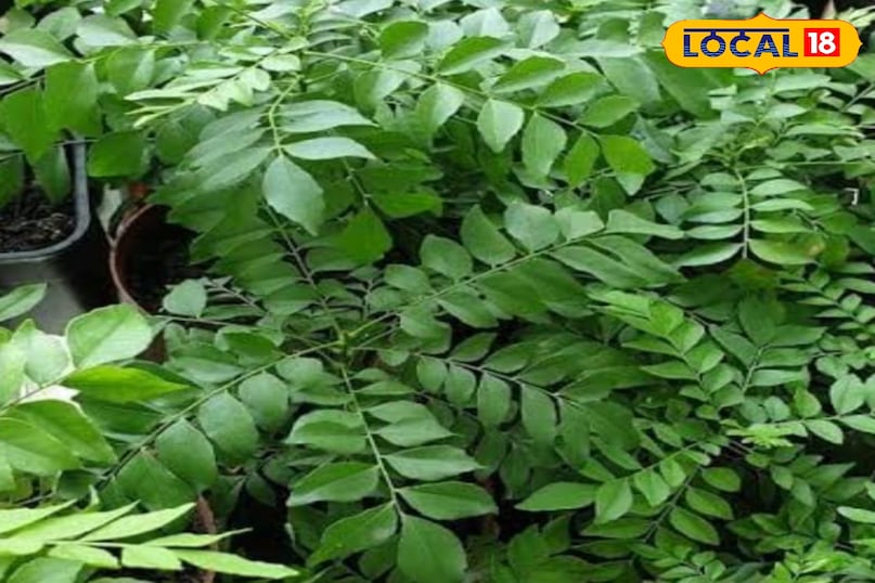 करी का पौधा करी का पौधा