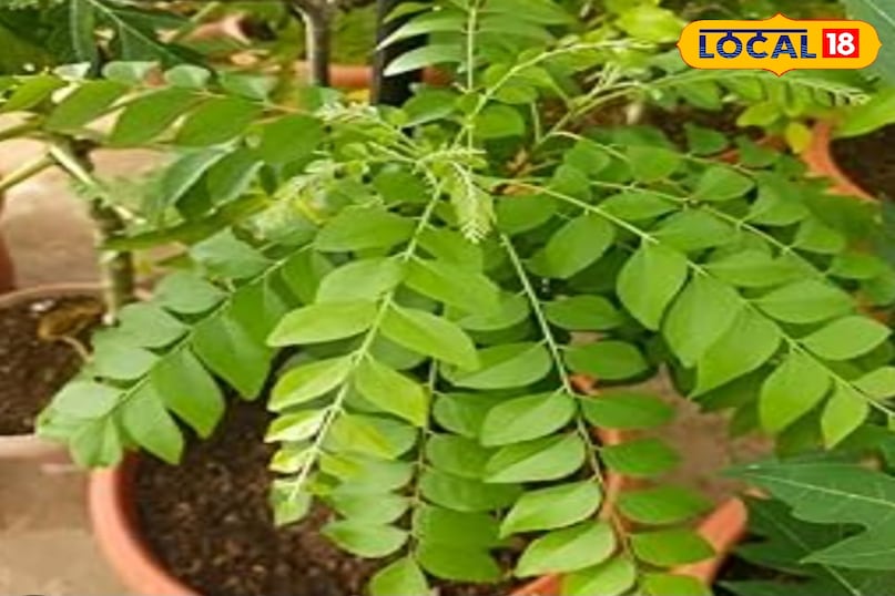 करी का पौधा करी का पौधा