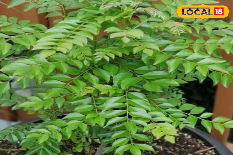 करी का पौधा करी का पौधा