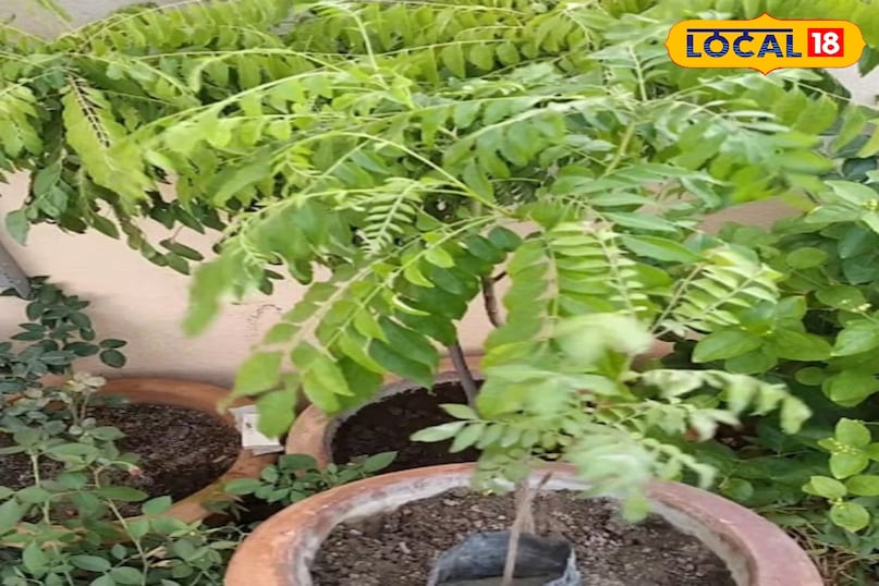 करी का पौधा करी का पौधा