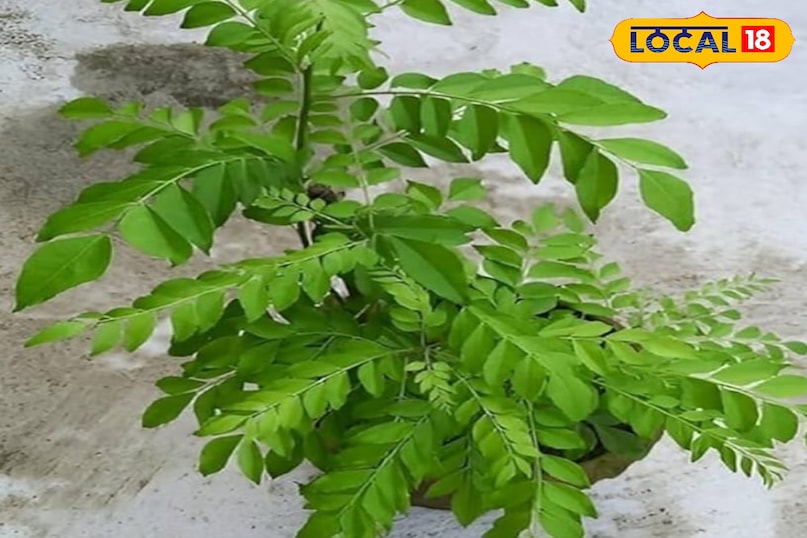 करी का पौधा करी का पौधा