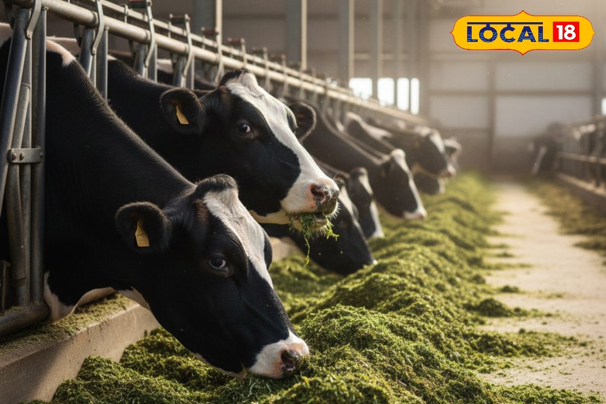 ठंड में तैयार करें पशुओं का ये आचार, पौष्टिक इतना कि बहेगी दूध की धारा