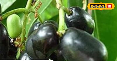 जामुन की लकड़ी के फायदे