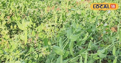 खेती का शौक बना कमाई का जरिया,गुमला का ये किसान जैविक खेती से मटर की खेती कर कमा