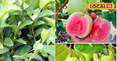 थाई अमरूद 