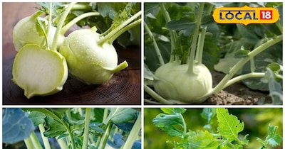 एक एकड़ में 200 से 300 कुंतल तक उपज मिल सकती है.