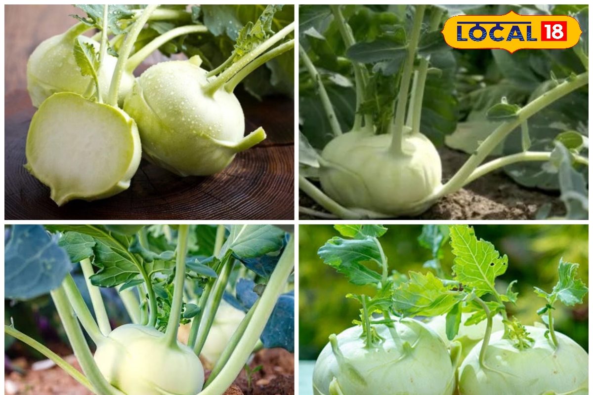 इस मौसम लखपति बना देगी गांठ गोभी! 60 दिनों में इनकम शुरू, एक्सपर्ट के टिप्स
