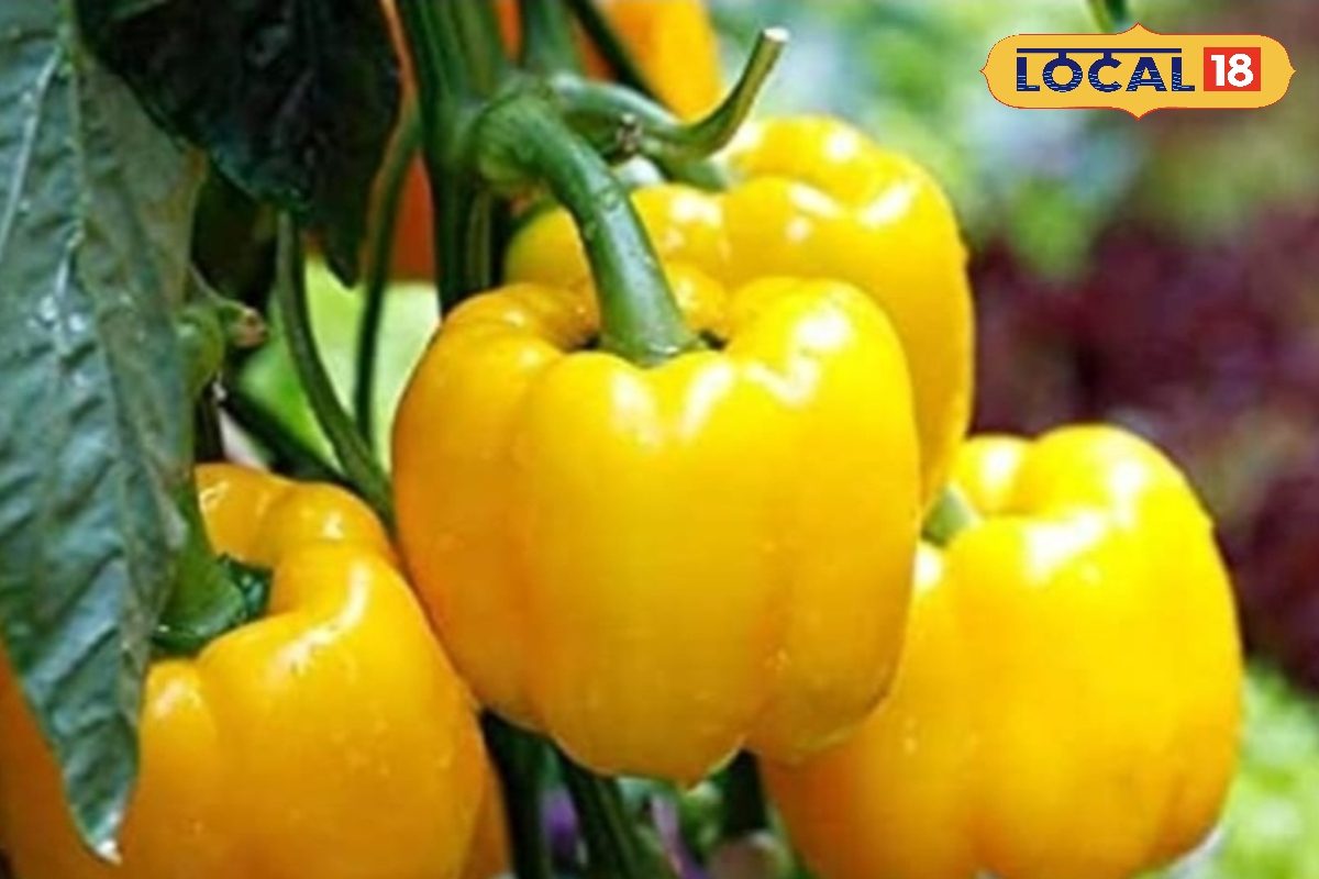 इंडियन-चाइनीज फूड की जान - शिमला मिर्च, उगाएं घर की छत पर, याद रखें ये टिप्स