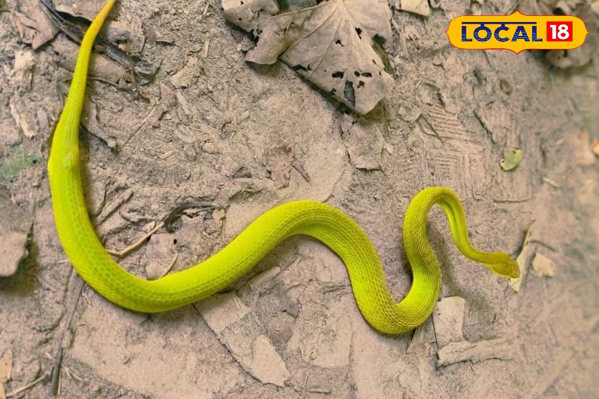 छरहरा बदन, रंग चटकदार, पर अंदाज कातिल! वाल्मीकि नगर में दिखा दुर्लभ सांप