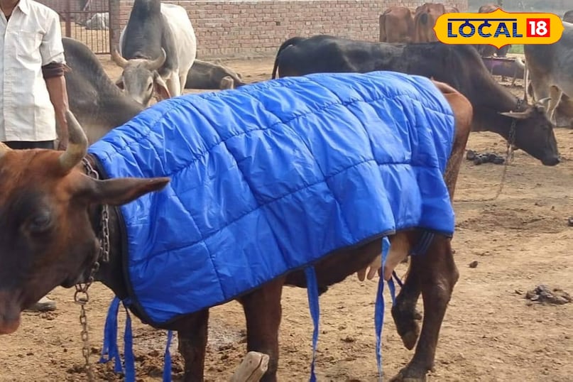 सर्दी सर्दी