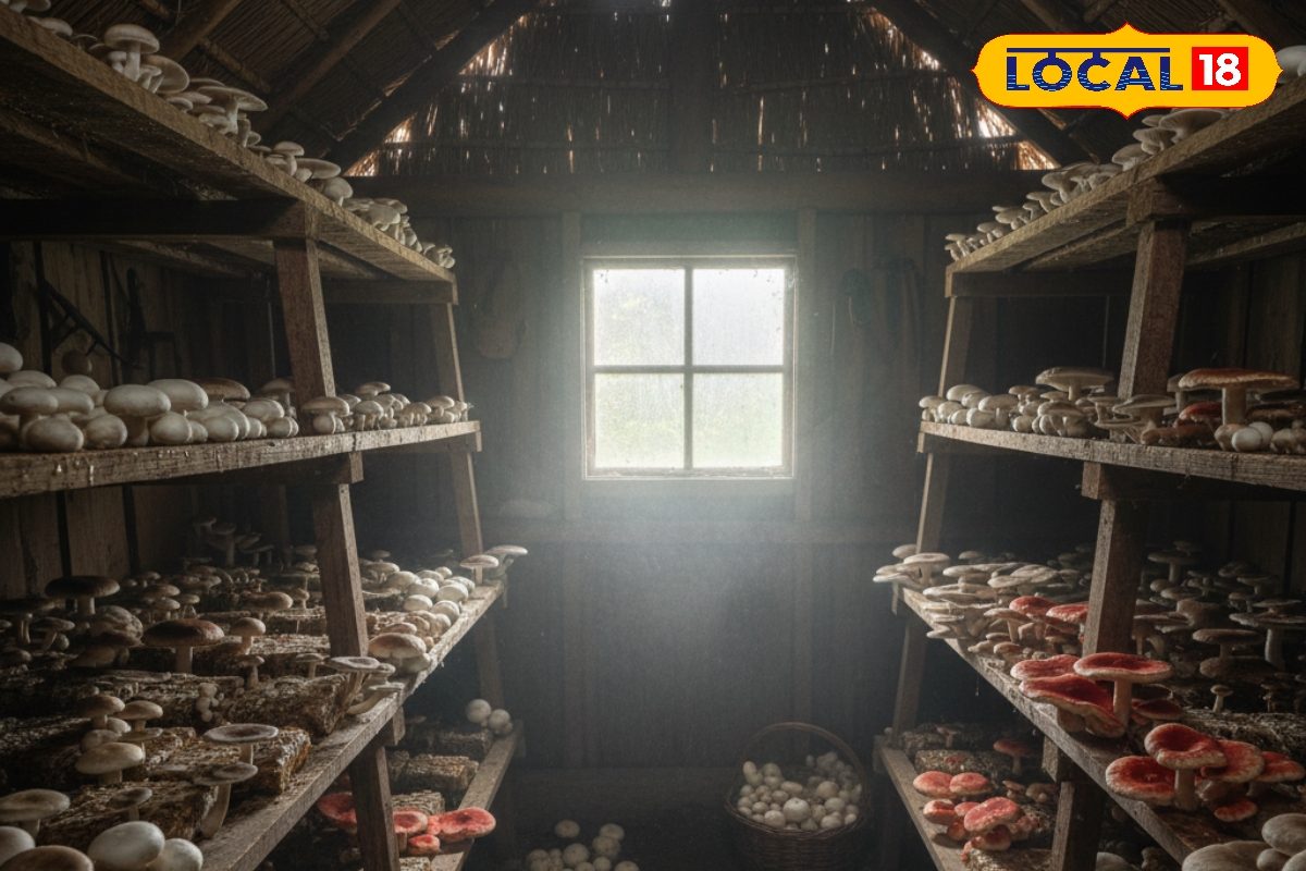 तापमान गिरते ही गलने लगते हैं मशरूम, इन बातों का रखें ध्यान, नहीं होगा नुकसान 