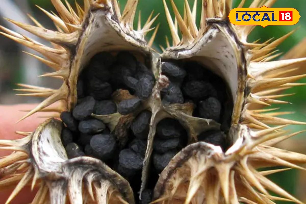 गठिया हो या साइटिका, शरीर के हर दर्द को खत्म करता है यह विषैला फल!