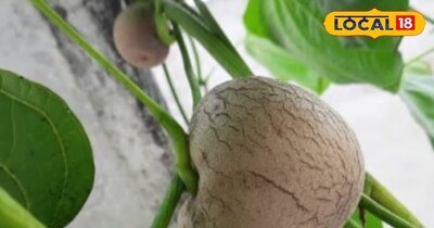 जंगली आलू।