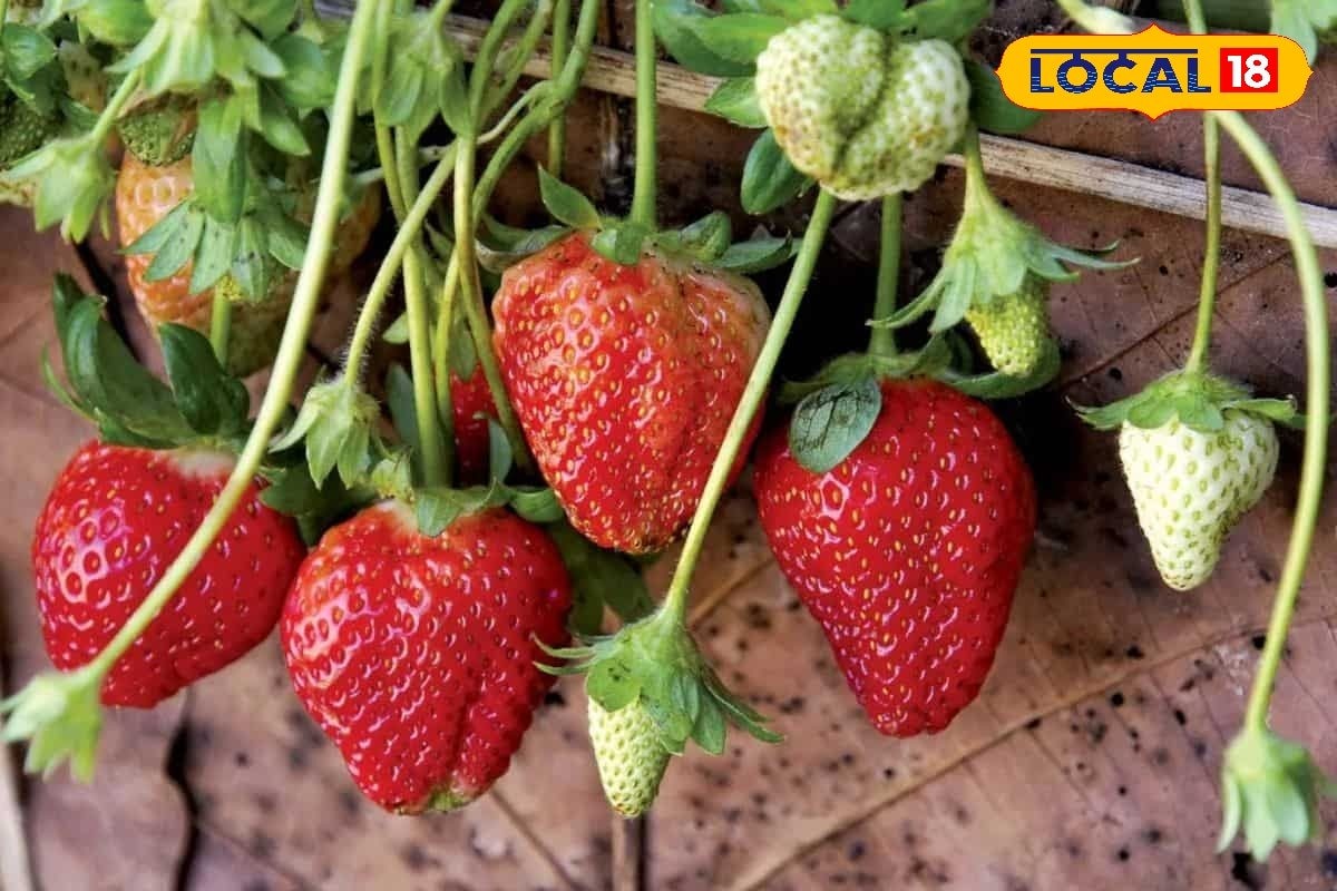 स्ट्रॉबेरी बोयी है तो ठंड के दिनों में इन बातों का रखें ध्यान, ना होने पाए चूक