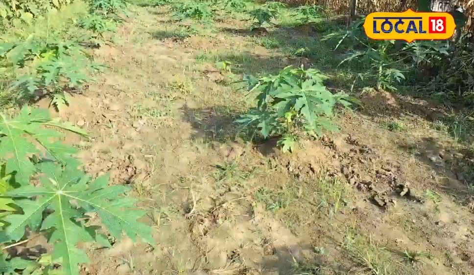 पपीते की खेती से अररिया के इस किसान की बंपर कमाई, कम लागत में 2 लाख का मुनाफा