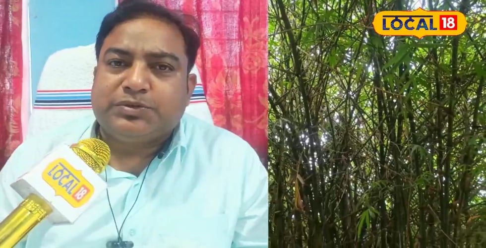 लखीसराय के किसानों के लिए शानदार मौका! बिना खर्च के करें बांस की खेती