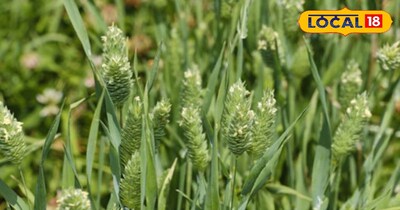 इस समय किसान रोजाना फसल का निरीक्षण करें.