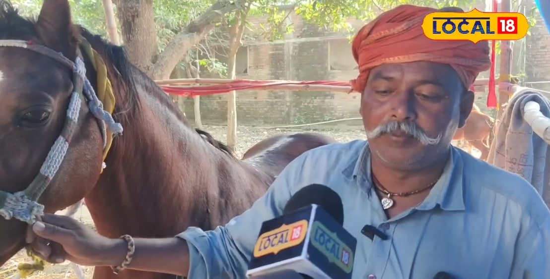 गजब है घोड़ा 'बादल' का ठाठ! खाने में काजू-पिस्ता, सुबह-शाम मालिश, जीता 40 रेस