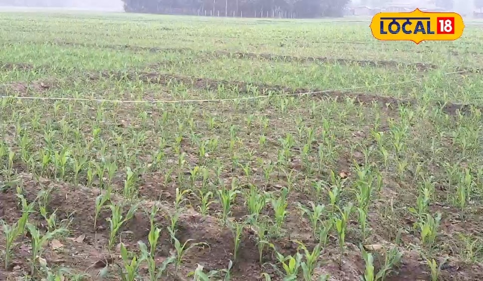 अररिया के इंटरमीडिएट पास युवा किसान ने किया कमाल, मक्के की खेती से कमाए लाखों