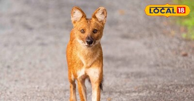 प्रतीकात्मक तस्वीर 