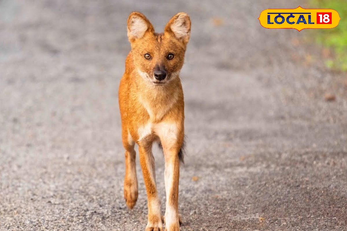 वीटीआर के कुत्तों से बाघ-तेंदुए की भी फूलती है सांस, ऐसे करते हैं हमला