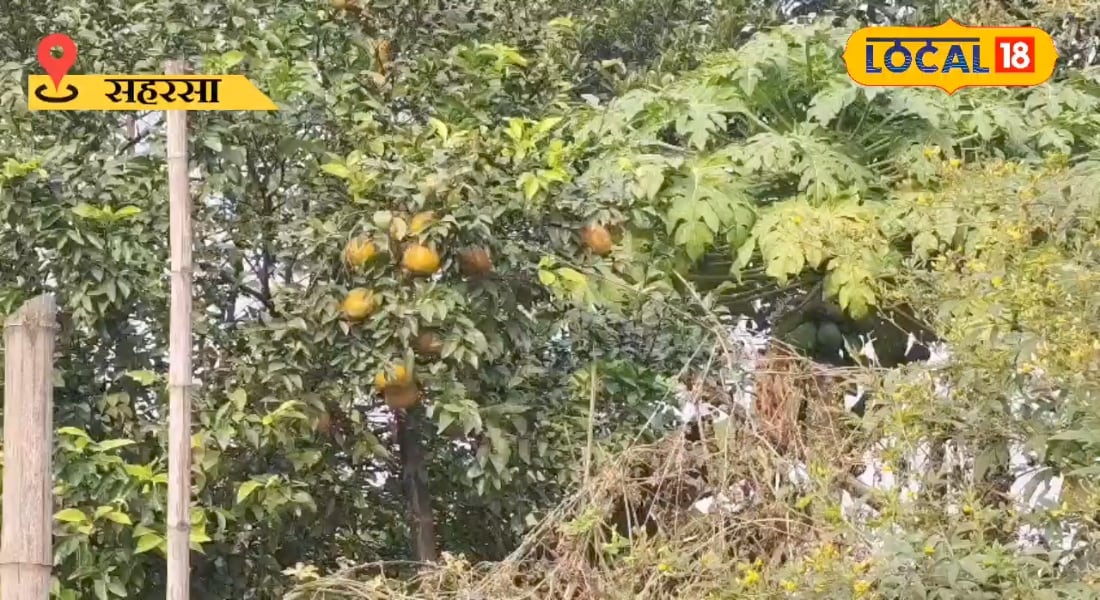 कोसी की मिट्टी में संतरा? चौंकिए मत, किसान देवेशचंद्र ठाकुर ने ऐसे किया कमाल!