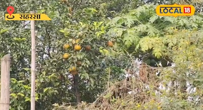 सहरसा की मिट्टी में नागपुर का संतरा किसान देवेशचंद्र ठाकुर बने मिसाल