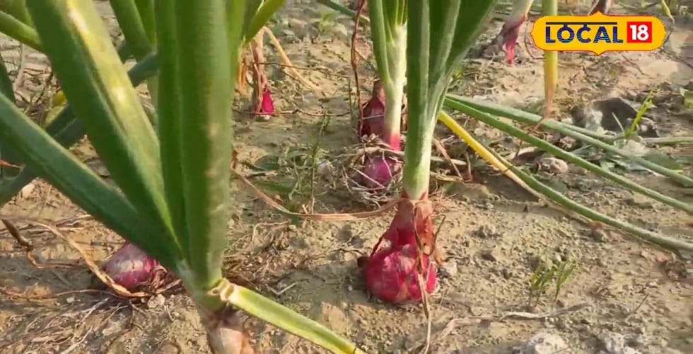 धान कटते ही सोना उगाने का मौका! सरकार दे रही है 75% अनुदान, जानिए योजना