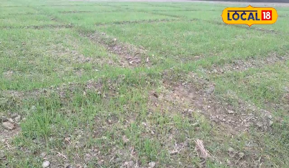 अररिया में गेहूं- मक्के की खेती से होती है 9 लाख तक की कमाई, जानें इसका तरीका