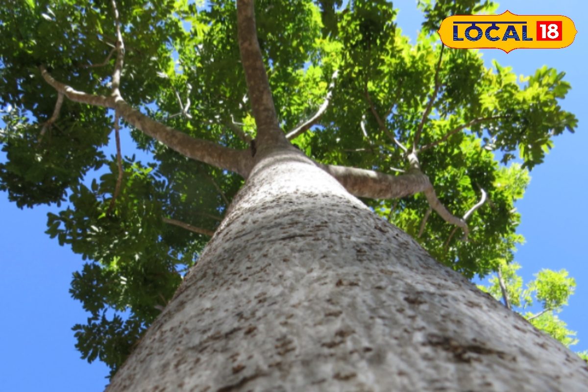 करोड़पति बनाएगा ये पेड़, बंदूक में इस्तेमाल होती है लकड़ी, बीज भी है महंगा