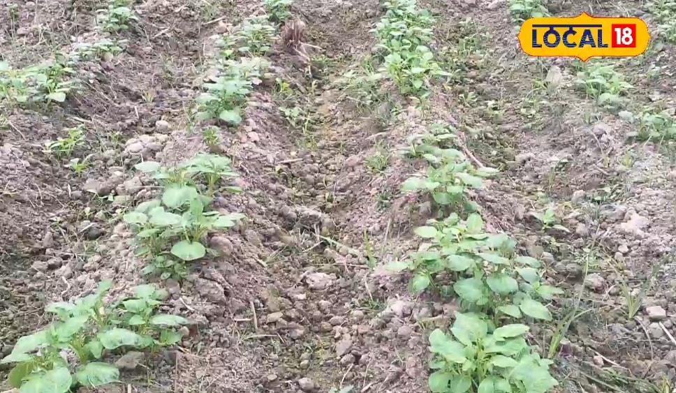 आलू और मक्के की खेती से अररिया के इस किसान की होती बंपर कमाई, जानिए कैसे