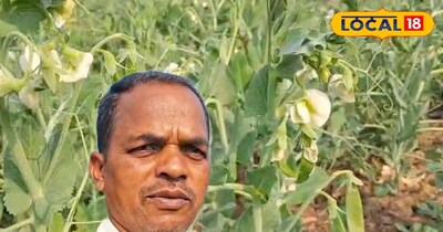 मटर की खेती मुनाफे का सौदा है.