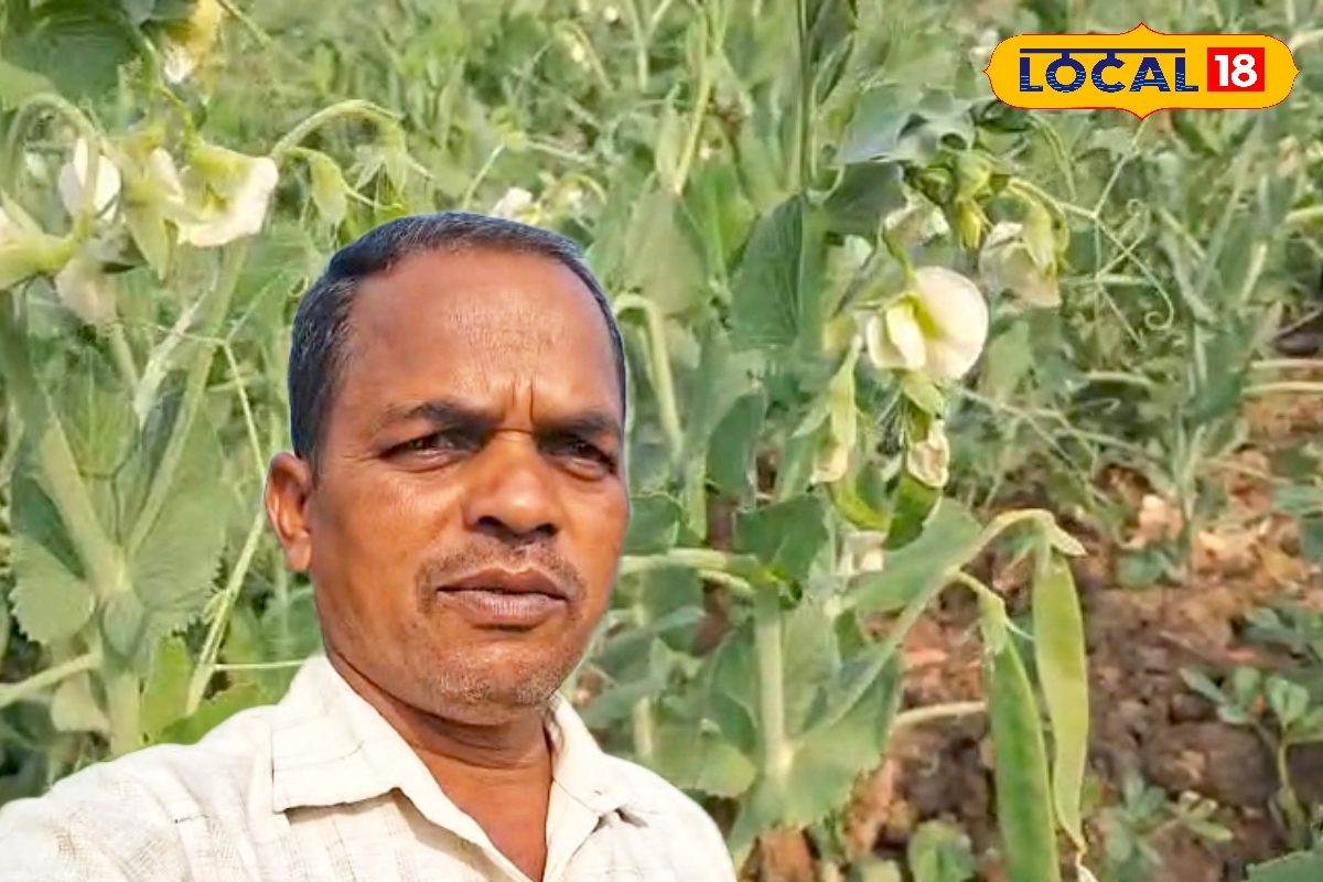 मटर की जैविक खेती से बंपर फसल, एक्सपर्ट किसान ने दिए कमाल के टिप्स