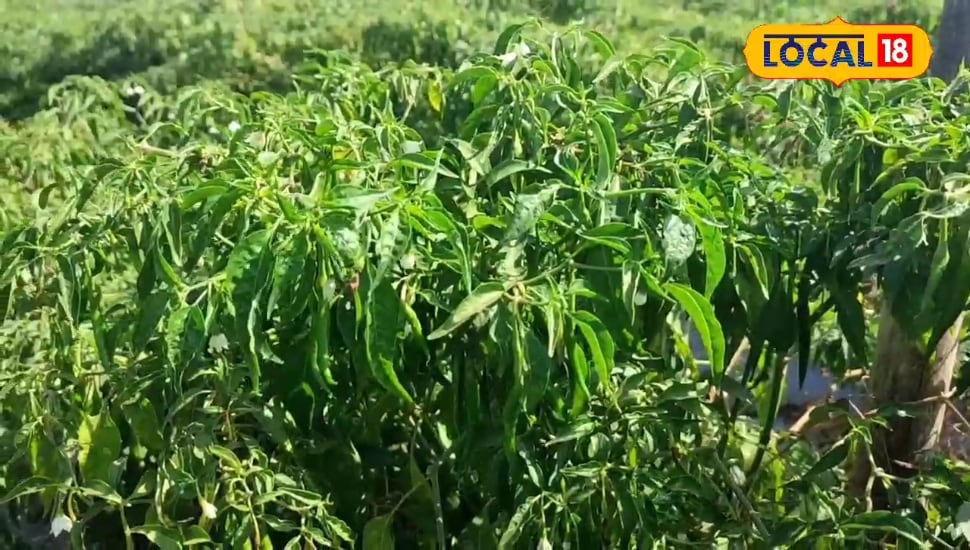 सिर्फ एक रुपए में उन्नत मिर्च का पौधा, किसानों की बढ़ेगी आमदनी