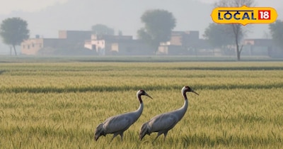 सांकेतिक फोटो.