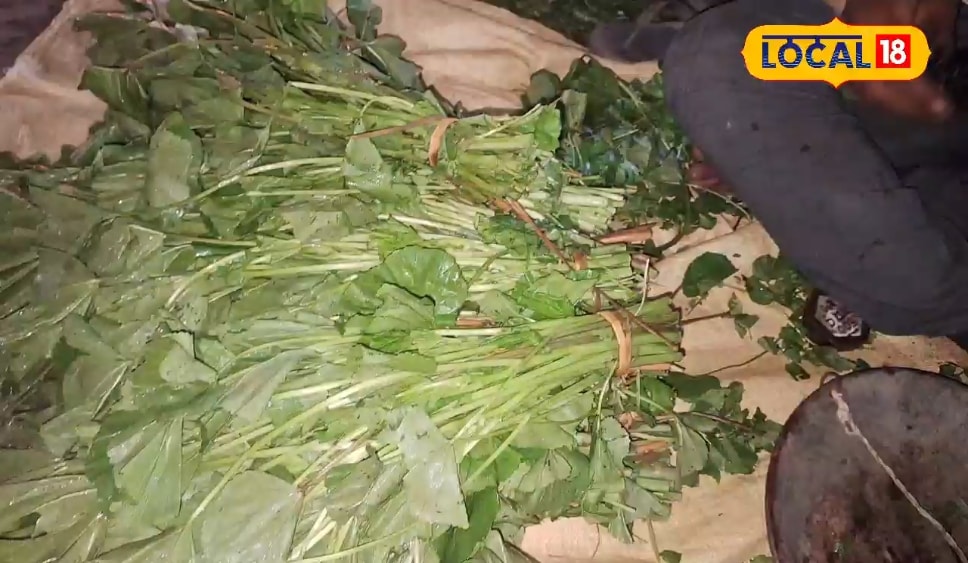 करें इस साग की खेती, कई बीमारियों में है रामबाण, सीजन में मुनाफा भी तगड़ा