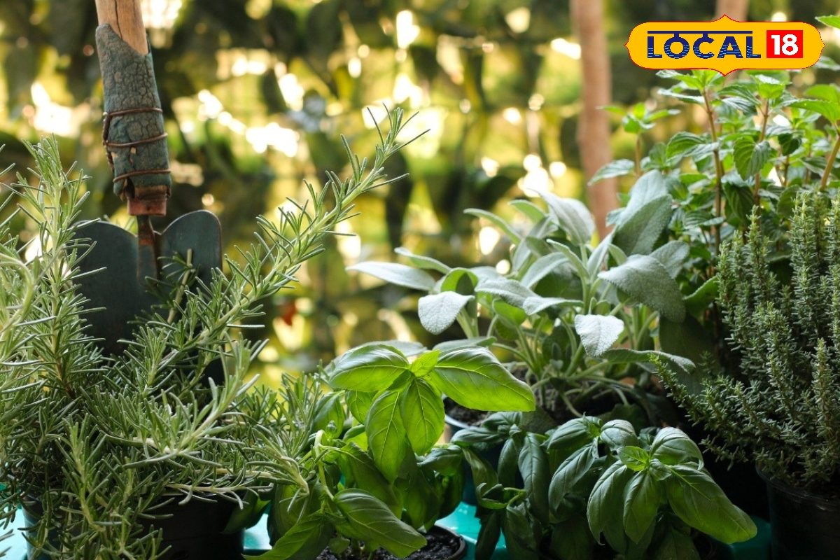 हर रोज फ्रेश मसाला! खाली जमीन या गमले में करें इन 6 मसालों की गार्डेनिंग