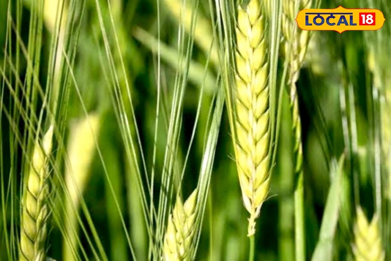 उन्होंने बताया कि कई किसान पहली सिंचाई के समय सिर्फ पानी देते हैं, जबकि इस समय पौधों को अतिरिक्त पोषण की जरूरत होती है. पहली सिंचाई के साथ अगर सही उर्वरक दिया जाए, तो जड़ें मजबूत होती हैं और पौधे तेजी से बढ़ते हैं.