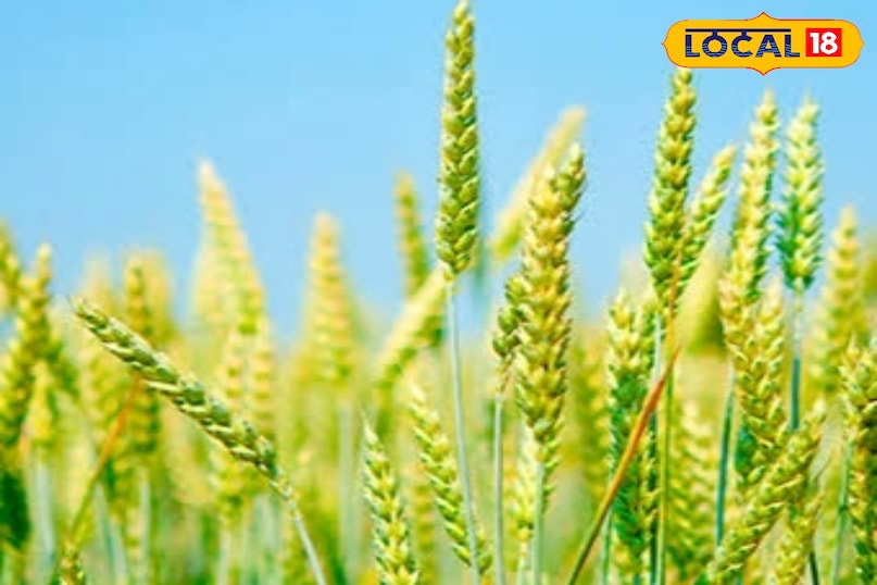 उन्होंने कहा कि बुआई के बाद लगभग 18 से 25 दिन के बीच पहली सिंचाई देना सबसे उपयुक्त माना जाता है. सामान्यतः 21 दिन के आसपास पहली सिंचाई करने से अच्छे परिणाम मिलते हैं. बहुत जल्दी या बहुत देर से सिंचाई करने पर पौधों की बढ़वार प्रभावित हो सकती है. 