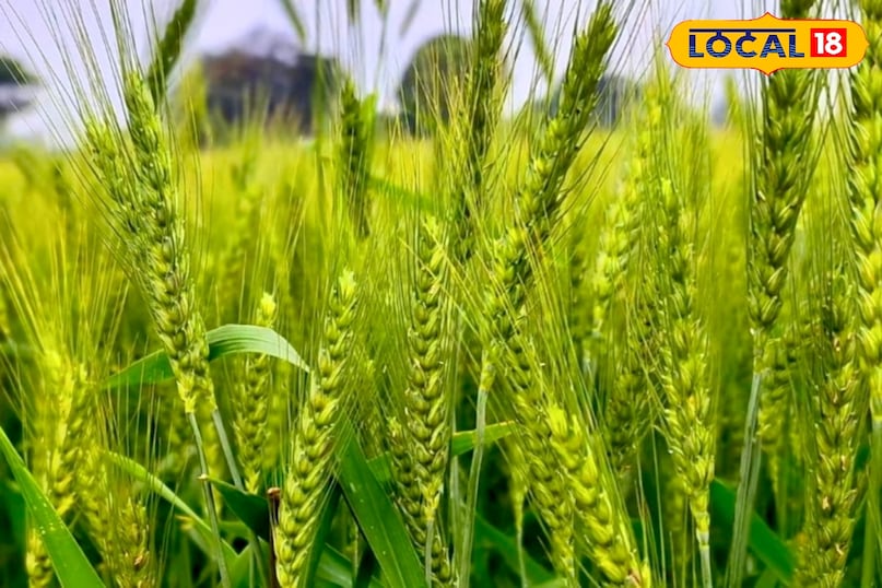 आगे कहा कि गेहूं की फसल में पहली सिंचाई को “क्रिटिकल स्टेज” माना जाता है. इसी समय पौधों में कल्ले निकलने की प्रक्रिया शुरू होती है. अगर इस चरण पर सही मात्रा में पानी और पोषण न मिले, तो कल्लों की संख्या कम रह जाती है, जिससे सीधे पैदावार पर असर पड़ता है.