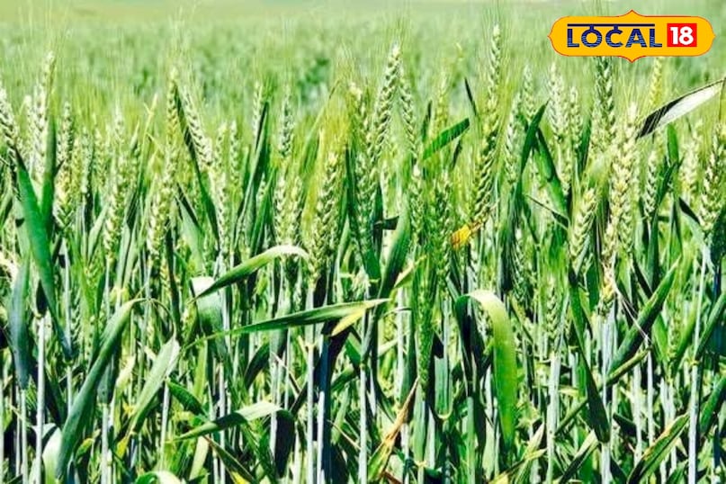 पलामू जिले के क्षेत्रीय अनुसंधान केंद्र चियांकी के कृषि वैज्ञानिक डॉ० प्रमोद कुमार ने बताया कि झारखंड और बिहार में गेहूं की बुआई आमतौर पर नवंबर के दूसरे पखवाड़े से दिसंबर के पहले सप्ताह तक की जाती है. समय पर बुआई करने से पौधों को शुरुआती बढ़वार के लिए अनुकूल तापमान मिलता है. बुआई के समय खेत की अच्छी तैयारी, समतल जमीन और लाइन से बुआई करना जरूरी होता है, ताकि पौधों का विकास समान रूप से हो सके.