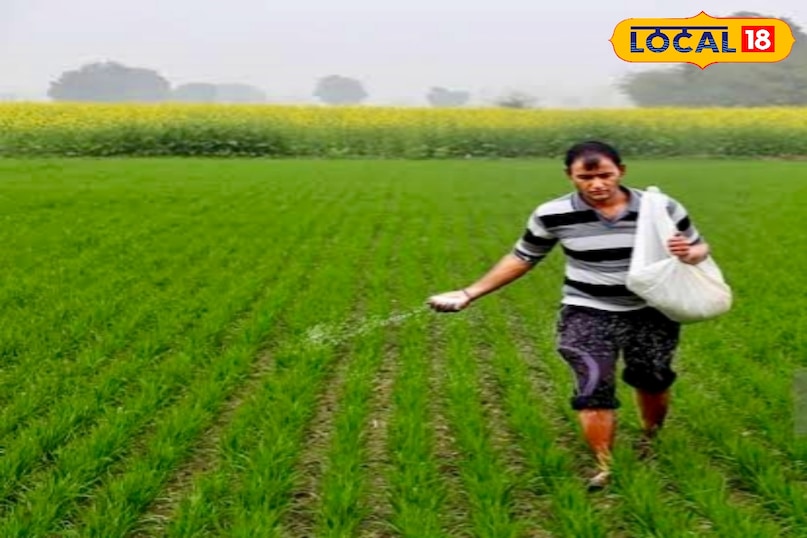 उन्होंने बताया कि पहली सिंचाई के समय 30 से 35 किलो यूरिया प्रति एकड़ देना फायदेमंद होता है. यूरिया में मौजूद नाइट्रोजन पौधों की शुरुआती बढ़वार को तेज करता है और कल्ले निकलने में मदद करता है. इससे खेत हरा-भरा और घना दिखाई देने लगता है.