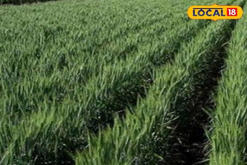 आगे कहा कि अगर खेत की मिट्टी में जिंक की कमी हो, तो पहली सिंचाई के समय 5 से 7 किलो जिंक सल्फेट प्रति एकड़ जरूर मिलाएं. जिंक पौधों के विकास में अहम भूमिका निभाता है और पोषक तत्वों के अवशोषण को बेहतर बनाता है.