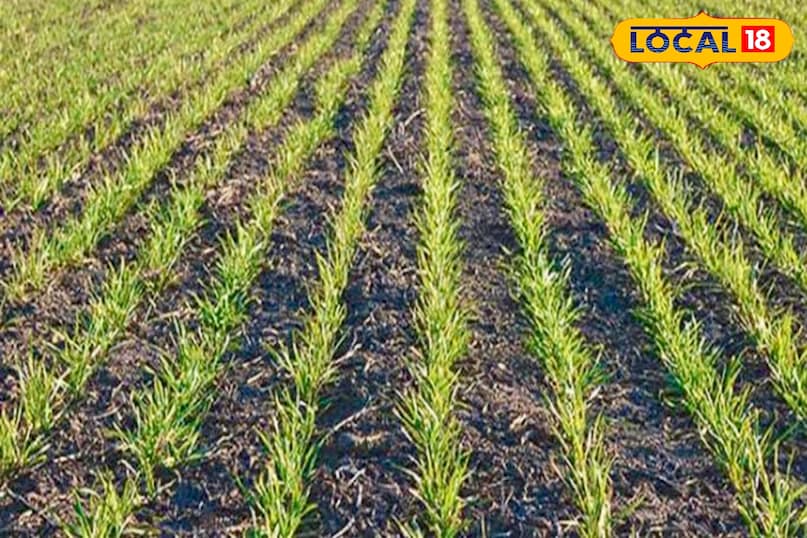 उन्होंने बताया कि नाइट्रोजन (यूरिया) और जिंक सल्फेट का सही मिश्रण गेहूं के पौधों को जल्दी और ज्यादा कल्ले देने में मदद करता है. इससे पौधे घने होते हैं और अंत में बालियों की संख्या बढ़ती है, जिसका सीधा असर उपज पर पड़ता है. सही समय पर पहली सिंचाई और उर्वरक प्रबंधन अपनाकर किसान गेहूं की बेहतर पैदावार हासिल कर सकते हैं.