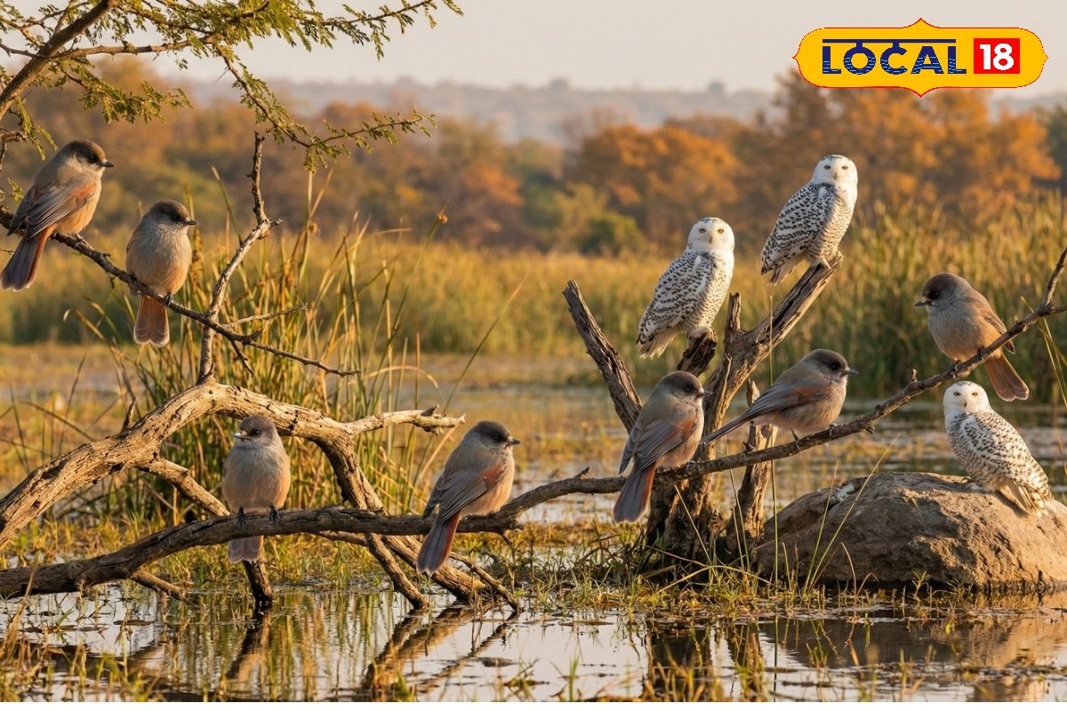 साइबेरिया से बिहार में पहुंचा पक्षियों का झुंड, देखने के लिए उमड़ रही भीड़