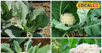 इस मौसम में लागत भी कम आती है.