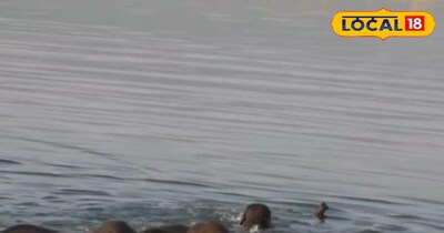 रामनगर में गहरी नदी पार करता दिखा हाथियों का झुंड