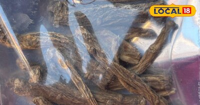 चोरू की खासियत 