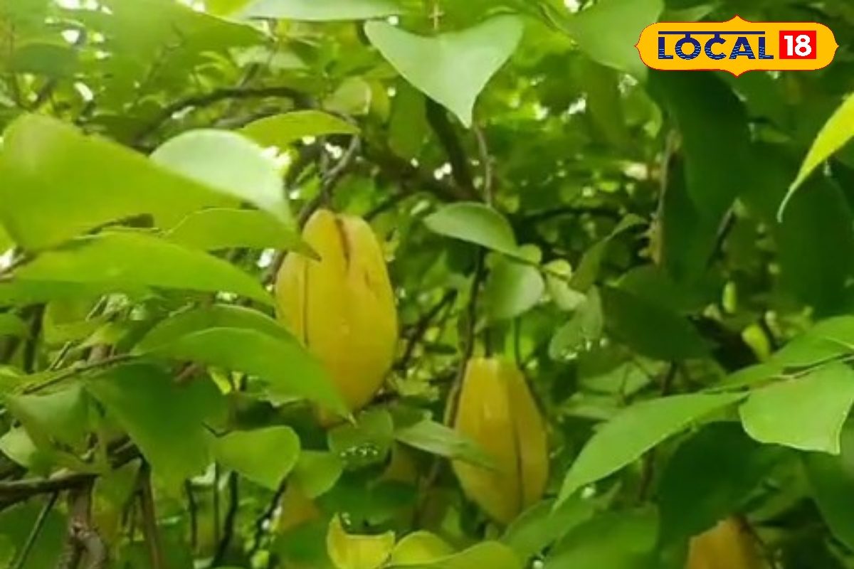 मुजफ्फरपुर के बागानों में स्टार फ्रूट की खेती, किसानों की बढ़ी आमदनी