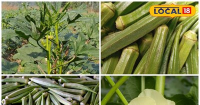 भिंडी की खेती में अनुदान